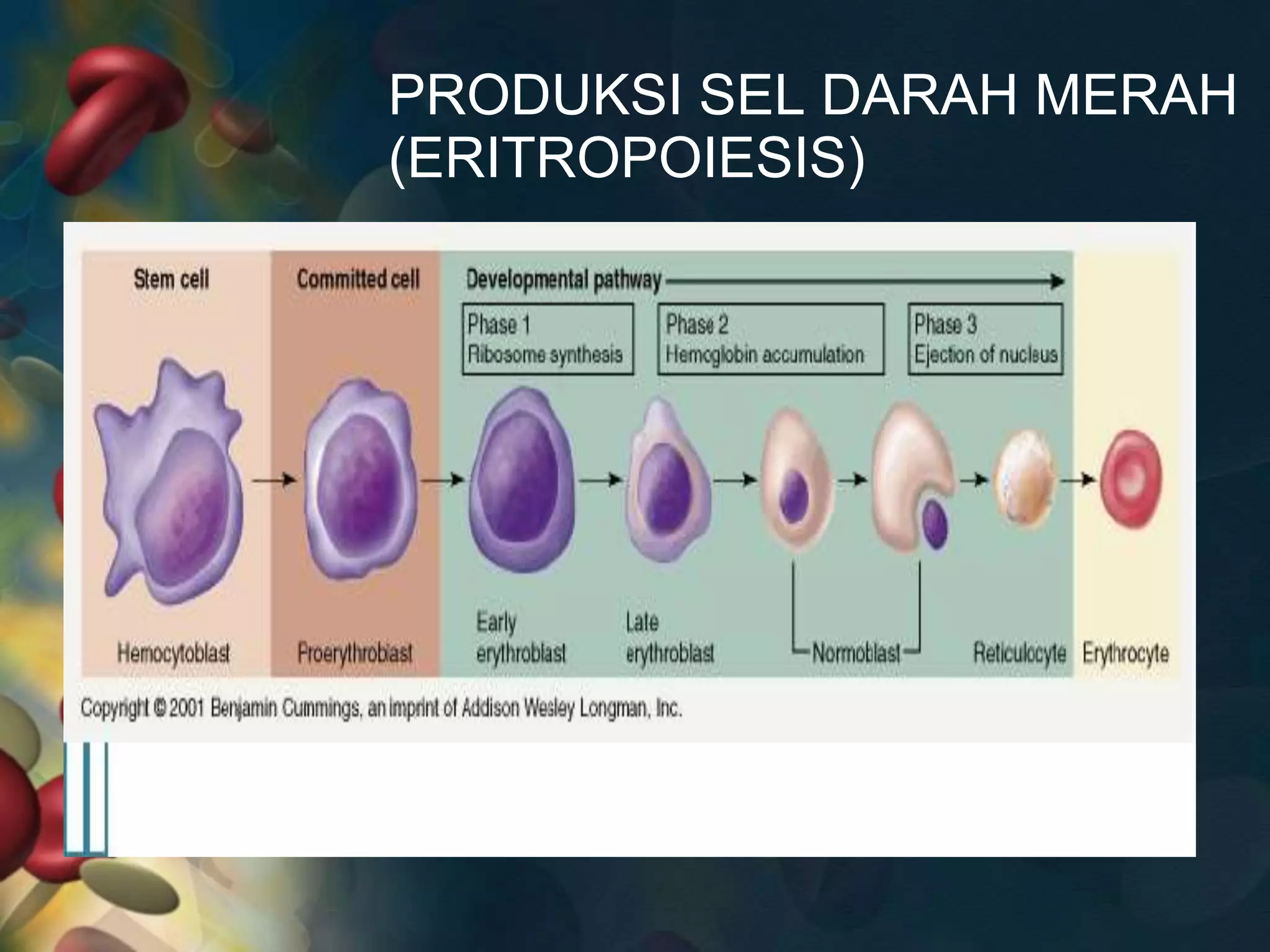 Anatomi fisiologi sistem hematologi Biology Diagrams