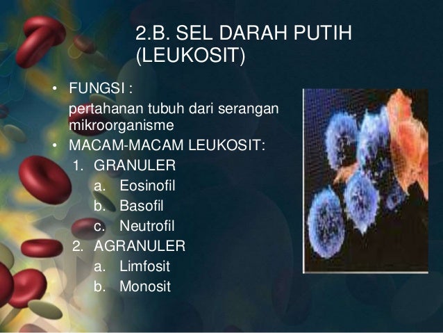 Anatomi fisiologi sistem hematologi