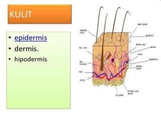 ANATOMI FISIOLOGI SISTEM INTEGUMEN.ppt