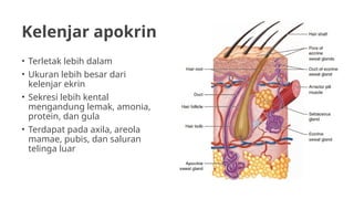 Anatomi dan fisiologi sistem integumen.pptx