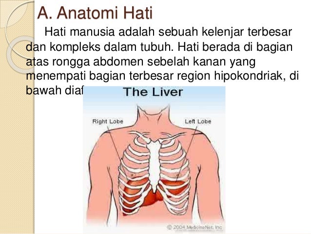 Unduh 530 Gambar Fisiologi Hati Paling Baru Gratis