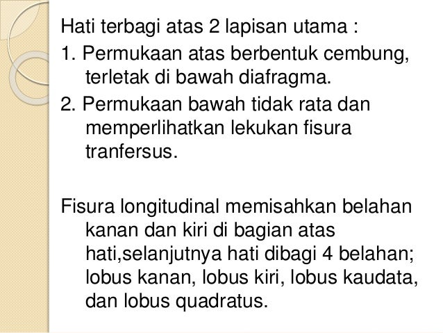 Anatomi fisiologi sistem pencernaan (hati)