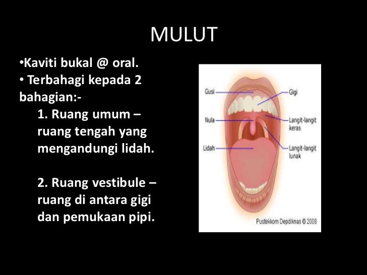 Anatomi fisiologi gigi Anatomi fisiologi gigi