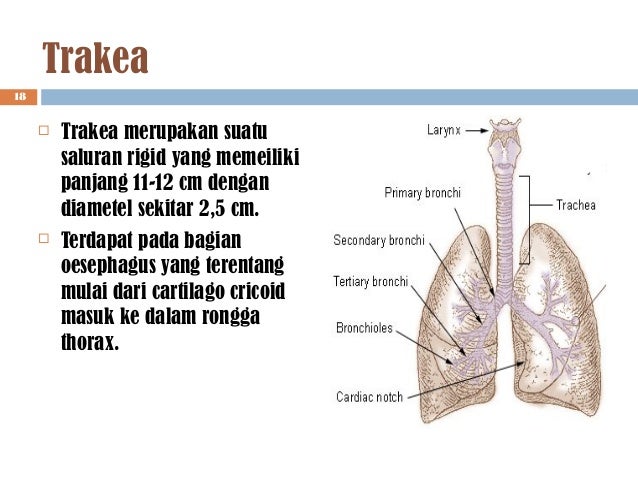 Anatomi fisiologi sistem pernafasan tm1 Anatomi fisiologi sistem pernafasan tm1