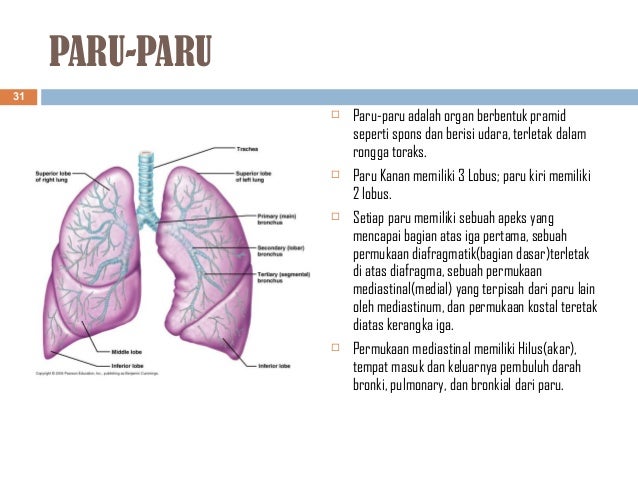 Perbedaan Paru Paru Kanan Dan Kiri Terkait Perbedaan