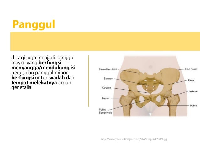Anatomi fisiologi sistem reproduksi