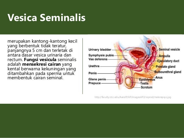 Anatomi fisiologi sistem reproduksi