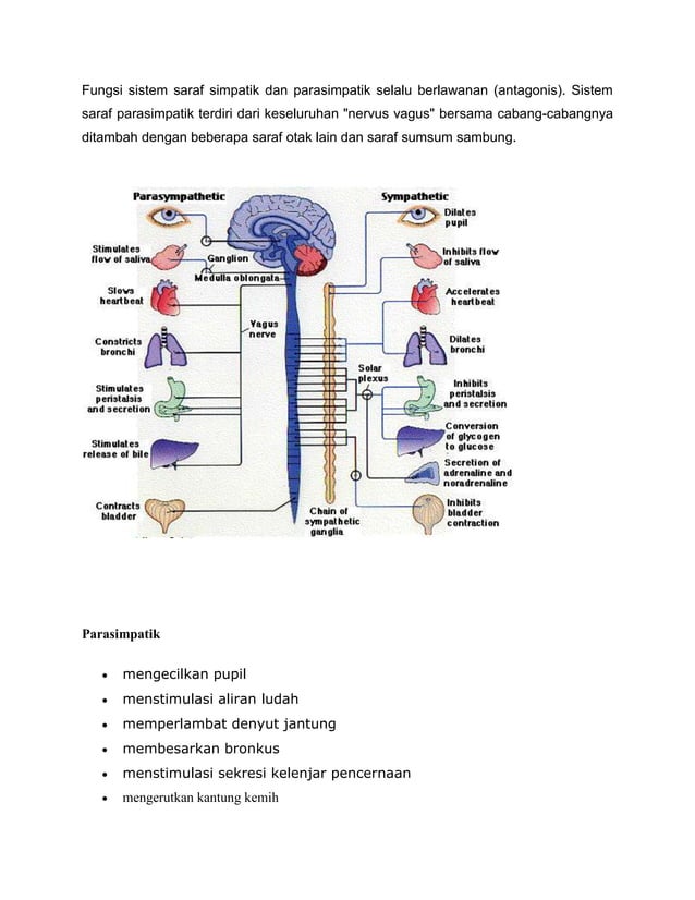 Anatomi fisiologi sistem saraf