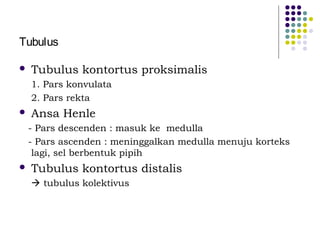 Tubulus
 Tubulus kontortus proksimalis
1. Pars konvulata
2. Pars rekta
 Ansa Henle
- Pars descenden : masuk ke medulla
- Pars ascenden : meninggalkan medulla menuju korteks
lagi, sel berbentuk pipih
 Tubulus kontortus distalis
 tubulus kolektivus
 