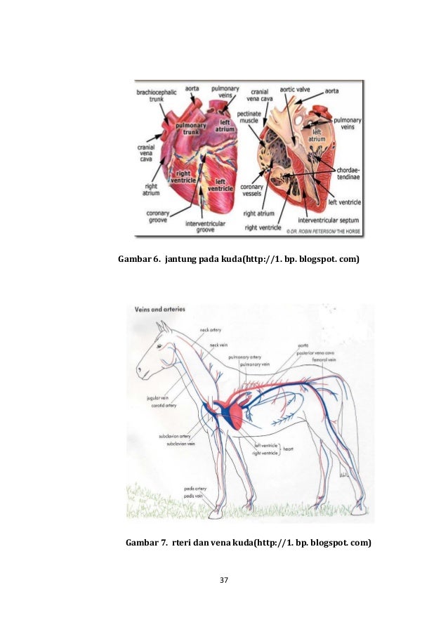 Anatomi hewan 