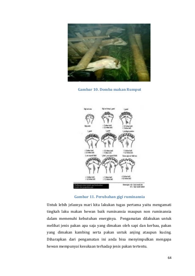 Anatomi Hewan 61913172