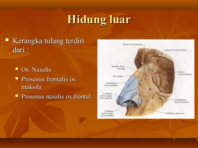 Anatomi hidung