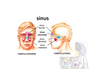 Anatomi hidung dan tenggorokan