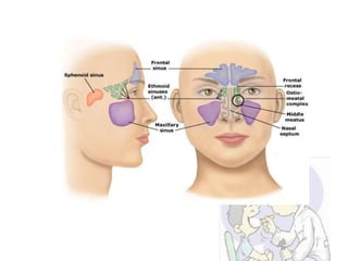 Anatomi hidung dan tenggorokan