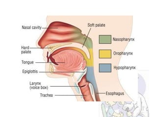 Anatomi hidung dan tenggorokan