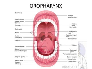 OROPHARYNX
 