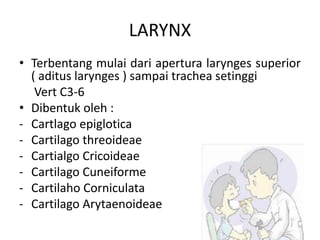 LARYNX
• Terbentang mulai dari apertura larynges superior
( aditus larynges ) sampai trachea setinggi
Vert C3-6
• Dibentuk oleh :
- Cartlago epiglotica
- Cartilago threoideae
- Cartialgo Cricoideae
- Cartilago Cuneiforme
- Cartilaho Corniculata
- Cartilago Arytaenoideae
 