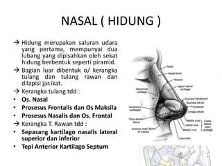 NASAL ( HIDUNG )
 Hidung merupakan saluran udara
yang pertama, mempunyai dua
lubang yang dipisahkan oleh sekat
hidung berbentuk seperti piramid.
 Bagian luar dibentuk o/ kerangka
tulang dan tulang rawan dan
dilapisi jar.ikat.
 Kerangka tulang tdd :
• Os. Nasal
• Prosesus Frontalis dan Os Maksila
• Prosesus Nasalis dan Os. Frontal
 Kerangka T. Rawan tdd :
• Sepasang kartilago nasalis lateral
superior dan inferior
• Tepi Anterior Kartilago Septum
 