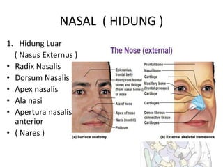 NASAL ( HIDUNG )
1. Hidung Luar
( Nasus Externus )
• Radix Nasalis
• Dorsum Nasalis
• Apex nasalis
• Ala nasi
• Apertura nasalis
anterior
• ( Nares )
 