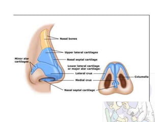 Anatomi hidung dan tenggorokan