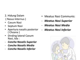 • Meatus Nasi Communis:
- Meatus Nasi Superior
- Meatus Nasi Media
- Meatus Nasi Inferior
2. Hidung Dalam
( Nasus Internus )
• Cavum Nasi
• Septum Nasi
• Apertura nasalis posterior
( Choana )
• Dinding lateral Cavum
Nasi, tda :
- Concha Nasalis Superior
- Concha Nasalis Media
- Concha Nasalis Inferior
 