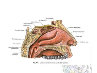 Anatomi hidung dan tenggorokan