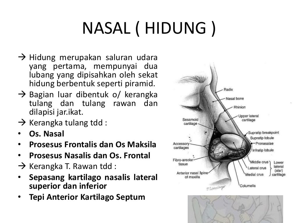 Anatomi hidung dan tenggorokan