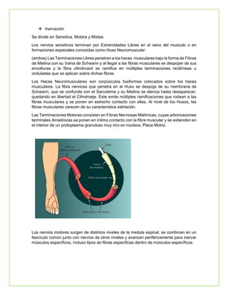 Anatomiìa Funcional clase 2_1748371688 (1).pdf