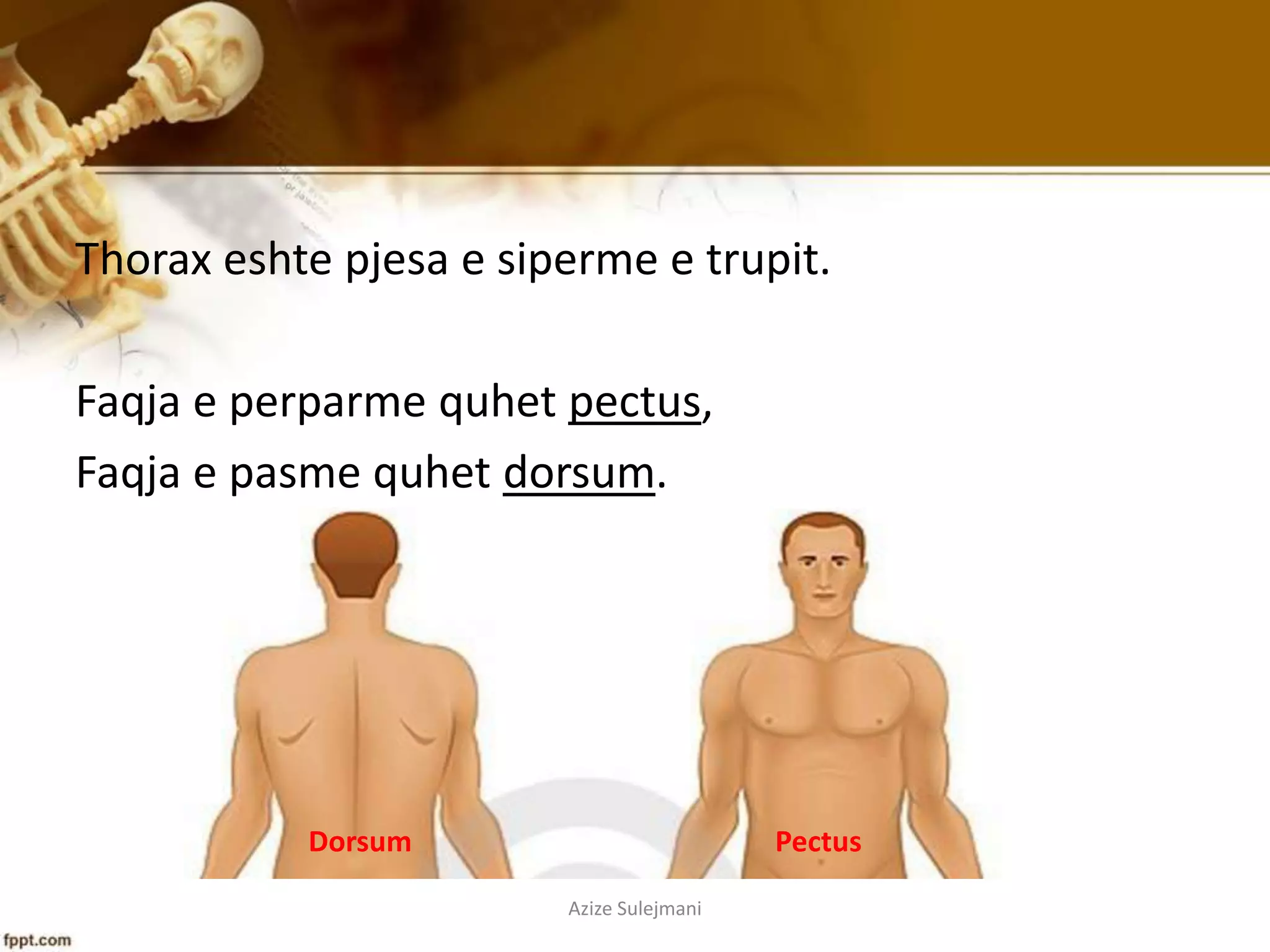 Torok Részei Anatomia sistematike dhe topografike e Thorax-it | PPTX