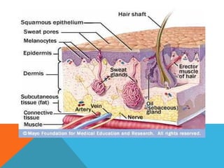 Anatomi Integumen | PPT