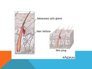 Anatomi Integumen | PPT