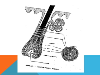 Anatomi Integumen | PPT