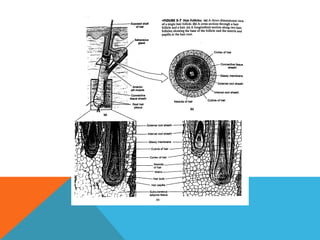 Anatomi Integumen | PPT