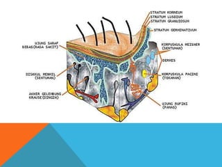 Anatomi Integumen | PPT