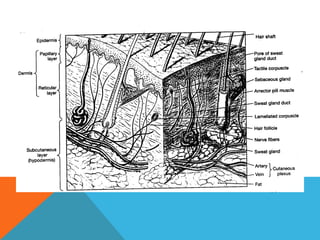 Anatomi Integumen | PPT