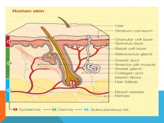 Anatomi Integumen | PPT