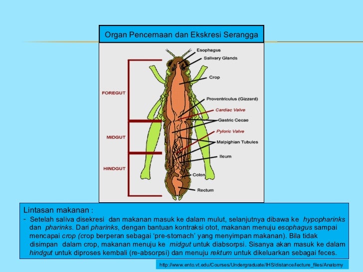 Anatomi internal serangga