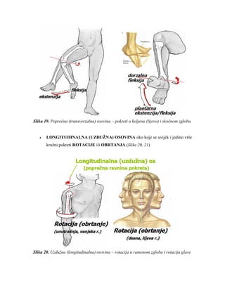 Slika 19. Poprečna (transverzalna) osovina – pokreti u koljenu (lijevo) i skočnom zglobu. 
LONGITUDINALNA (UZDUŢNA) OSOVINA oko koje se uvijek i jedino vrše kružni pokreti ROTACIJE ili OBRTANJA (Slike 20, 21) 
Slika 20. Uzdužna (longitudinalna) osovina – rotacija u ramenom zglobu i rotacija glave 
 