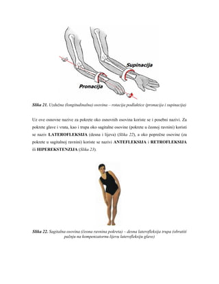 Slika 21. Uzdužna (longitudinalna) osovina – rotacija podlaktice (pronacija i supinacija) 
Uz ove osnovne nazive za pokrete oko osnovnih osovina koriste se i posebni nazivi. Za pokrete glave i vrata, kao i trupa oko sagitalne osovine (pokrete u čeonoj ravnini) koristi se naziv LATEROFLEKSIJA (desna i lijeva) (Slika 22), a oko poprečne osovine (za pokrete u sagitalnoj ravnini) koriste se nazivi ANTEFLEKSIJA i RETROFLEKSIJA ili HIPEREKSTENZIJA (Slika 23). 
Slika 22. Sagitalna osovina (čeona ravnina pokreta) – desna laterofleksija trupa (obratiti pažnju na kompenzatornu lijevu laterofleksiju glave) 
 