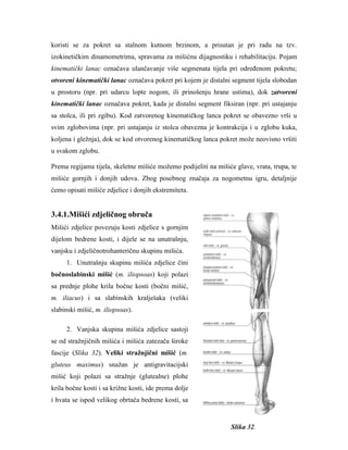 koristi se za pokret sa stalnom kutnom brzinom, a prisutan je pri radu na tzv. izokinetičkim dinamometrima, spravama za mišićnu dijagnostiku i rehabilitaciju. Pojam kinematički lanac označava ulančavanje više segmenata tijela pri odreĎenom pokretu; otvoreni kinematički lanac označava pokret pri kojem je distalni segment tijela slobodan u prostoru (npr. pri udarcu lopte nogom, ili prinošenju hrane ustima), dok zatvoreni kinematički lanac označava pokret, kada je distalni segment fiksiran (npr. pri ustajanju sa stolca, ili pri zgibu). Kod zatvorenog kinematičkog lanca pokret se obavezno vrši u svim zglobovima (npr. pri ustajanju iz stolca obavezna je kontrakcija i u zglobu kuka, koljena i gležnja), dok se kod otvorenog kinematičkog lanca pokret može neovisno vršiti u svakom zglobu. 
Prema regijama tijela, skeletne mišiće možemo podijeliti na mišiće glave, vrata, trupa, te mišiće gornjih i donjih udova. Zbog posebnog značaja za nogometnu igru, detaljnije ćemo opisati mišiće zdjelice i donjih ekstremiteta. 
3.4.1.Mišići zdjeličnog obruča 
Mišići zdjelice povezuju kosti zdjelice s gornjim dijelom bedrene kosti, i dijele se na unutrašnju, vanjsku i zdjeličnotrohanteričnu skupinu mišića. 
1. Unutrašnju skupinu mišića zdjelice čini bočnoslabinski mišić (m. iliopsoas) koji polazi sa prednje plohe krila bočne kosti (bočni mišić, m. iliacus) i sa slabinskih kralješaka (veliki slabinski mišić, m. iliopsoas). 
2. Vanjska skupina mišića zdjelice sastoji se od stražnjičnih mišića i mišića zatezača široke fascije (Slika 32). Veliki straţnjični mišić (m. gluteus maximus) snažan je antigravitacijski mišić koji polazi sa stražnje (glutealne) plohe krila bočne kosti i sa križne kosti, ide prema dolje i hvata se ispod velikog obrtača bedrene kosti, sa 
Slika 32.  