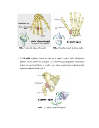 Slika 11. Jajoliki (elipsoidni) zglob Slika 12. Sedlasti zglob (jedini u tijelu) 
5) SEDLASTI zglobovi graĎeni su tako da je svako zglobno tijelo udubljeno u jednom smjeru, a izbočeno u drugom (Slika 12). Omogućuju pokrete u dva smjera (oko dvije osovine). Primjer je zglob na bazi palca, izmeĎu trapezne kosti zapešća i prve metakarpalne kosti palca. 
Slika 13. Kuglasti (sferoidni) zglob 
 