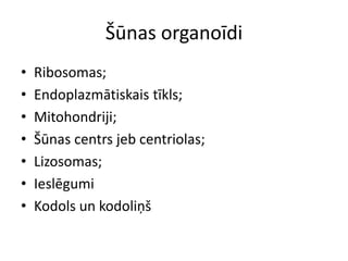 Šūnas organoīdiRibosomas;Endoplazmātiskais tīkls;Mitohondriji;Šūnas centrs jeb centriolas;Lizosomas;IeslēgumiKodols un kodoliņš