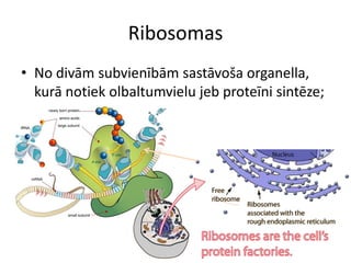 RibosomasNo divām subvienībām sastāvoša organella, kurā notiek olbaltumvielu jeb proteīni sintēze;