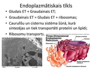 Endoplazmātiskais tīklsGludais ET + Graudainais ET;Graudainais ET = Gludais ET + ribosomas;Caurulīšu un cisternu sistēma šūnā, kurā sintezējas un tiek transportēti proteīni un lipīdi;Ribosomu transports.