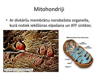 MitohondrijiAr divkāršu membrānu norobežota organella, kurā notiek iekššūnas elpošana un ATF sintēze;