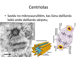 CentriolasSastāv no mikrocaurulītēm, kas šūnu dalīšanās laikā veido dalīšanās vārpstu;