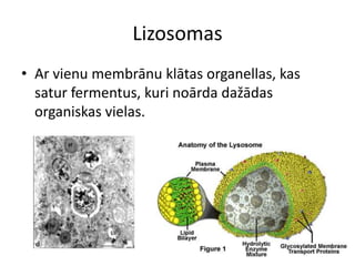 LizosomasAr vienu membrānu klātas organellas, kas satur fermentus, kuri noārda dažādas organiskas vielas.