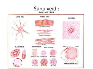 Šūnu veidi: