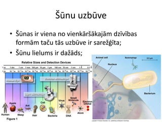 Šūnu uzbūveŠūnas ir viena no vienkāršākajām dzīvības formām taču tās uzbūve ir sarežģīta;Šūnu lielums ir dažāds;