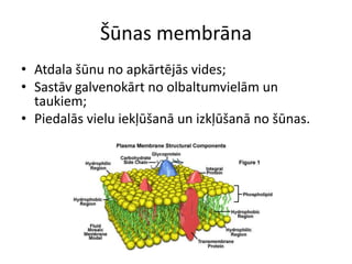 Šūnas membrānaAtdala šūnu no apkārtējās vides;Sastāv galvenokārt no olbaltumvielām un taukiem;Piedalās vielu iekļūšanā un izkļūšanā no šūnas.